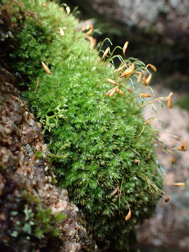 Image of Leptostomum inclinans by (c) Nina Kerr, some rights reserved (CC BY)