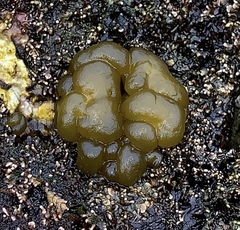 Leathesia marina