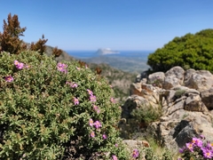 Cistus creticus corsicus