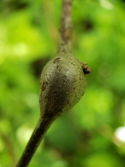 Zapatella quercusphellos