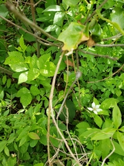 Zapatella quercusphellos