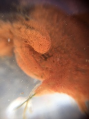 Styelidae