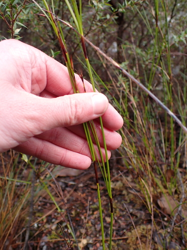 Image of Caustis pentandra by (c) Nina Kerr, some rights reserved (CC BY)