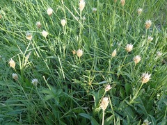 Trifolium longipes