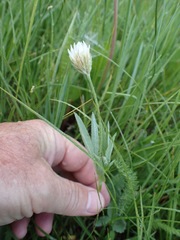 Trifolium longipes