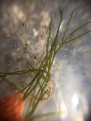 Bryopsis corticulans