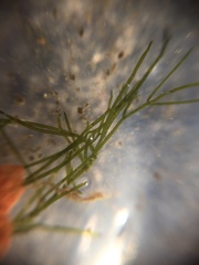 Bryopsis corticulans