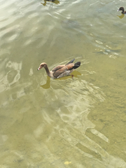 Alopochen aegyptiaca