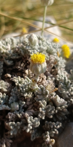 Laconian Chamomile (Anthemis laconica)