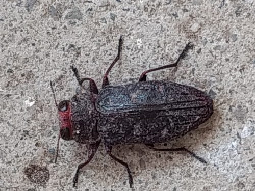Pacific Flat-Headed Borer photo 3