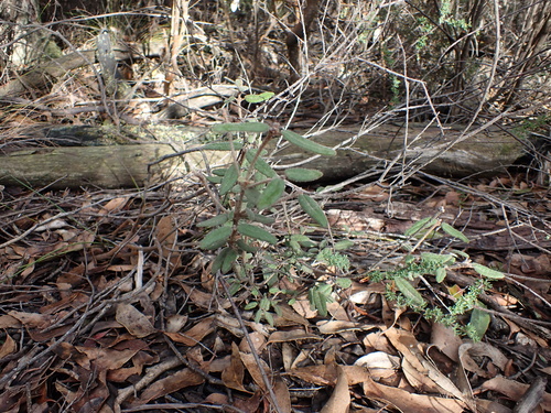 Image of Correa aemula by (c) Nina Kerr, some rights reserved (CC BY)