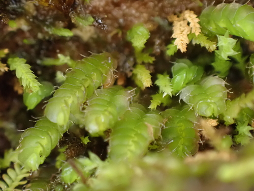 Pseudomarsupidium piliferum