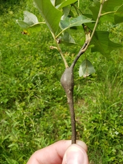 Zapatella quercusphellos