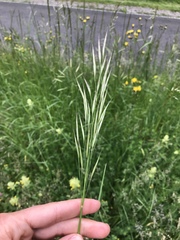 Bromus riparius