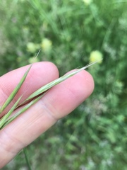 Bromus riparius