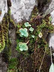 Sedum obcordatum