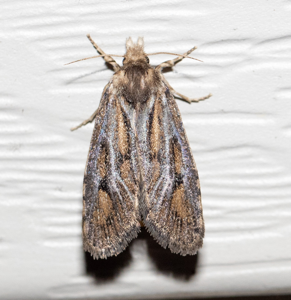 Clemens' Grass Tubeworm Moth from Centerville, OH, USA on July 27, 2024 ...