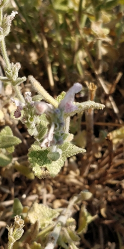 Nepeta camphorata