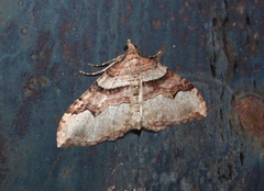 Xanthorhoe defensaria