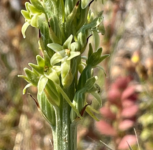 Image of Platanthera elongata by no rights reserved