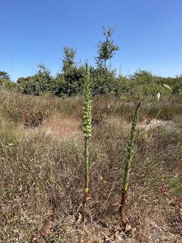 Image of Platanthera elongata by no rights reserved
