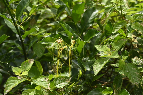 Image of Strophanthus divaricatus by (c) 曾昱承 Yu-Cheng Zeng, some rights reserved (CC BY)