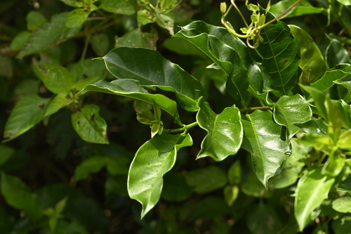 Image of Strophanthus divaricatus by (c) 曾昱承 Yu-Cheng Zeng, some rights reserved (CC BY)