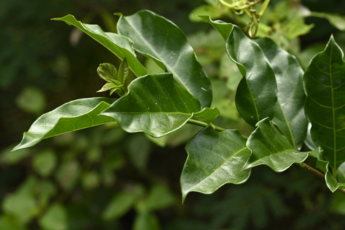 Image of Strophanthus divaricatus by (c) 曾昱承 Yu-Cheng Zeng, some rights reserved (CC BY)