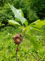 Callirhytis quercusoperator