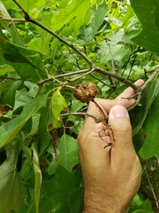 Callirhytis quercusoperator