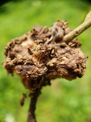 Callirhytis quercusoperator