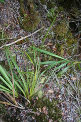 Carex alligata