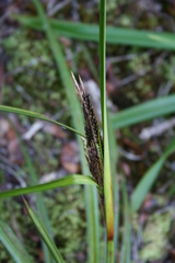 Carex alligata