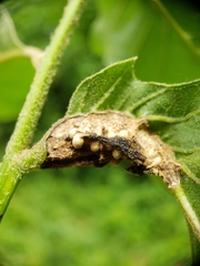 Melikaiella tumifica