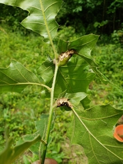 Melikaiella tumifica