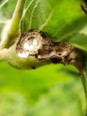 Melikaiella tumifica