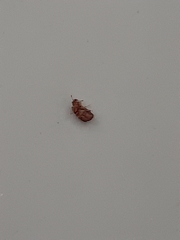 Coleoptera