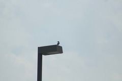 Aphelocoma californica