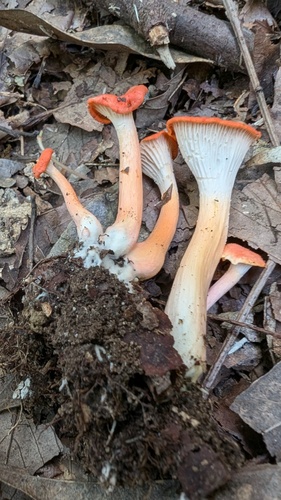 Cantharellus cinnabarinus