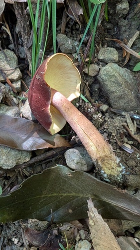 Tricholomopsis rutilans