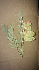 Astragalus allochrous