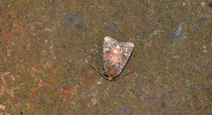 Pseudorthodes irrorata