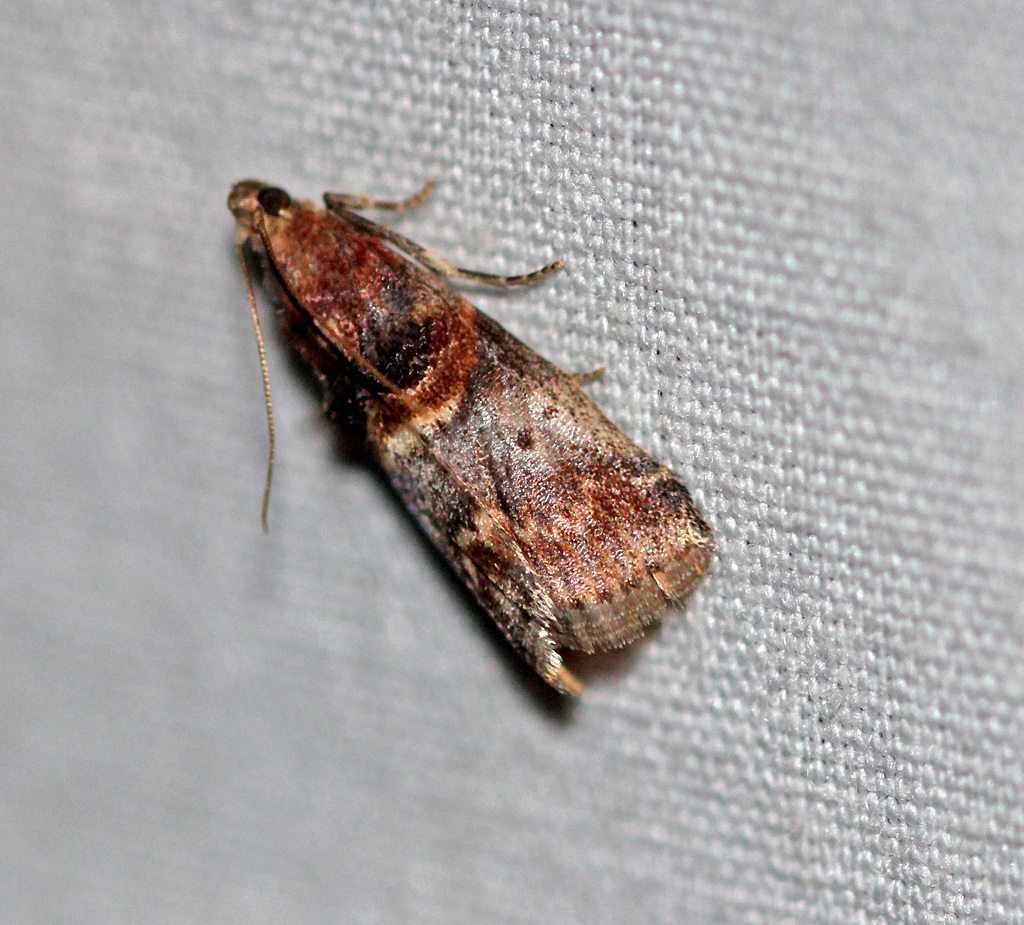 Hickory Leafstem Borer Moth