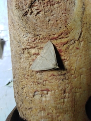 Pechipogo strigilata