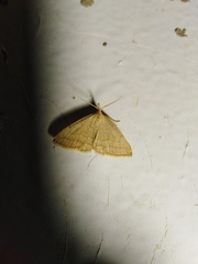 Pechipogo strigilata