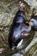 Atrimitra idae