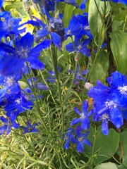 Delphinium ajacis