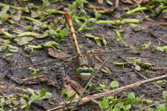 Arigomphus pallidus
