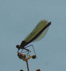 Calopteryx