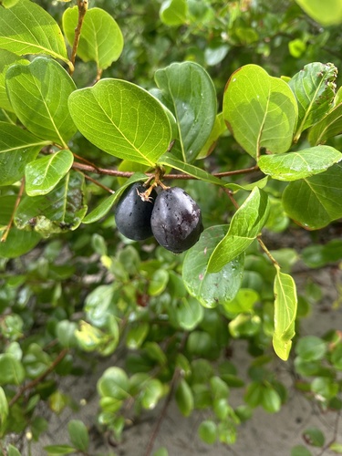 Chrysobalanus icaco - Whole tree